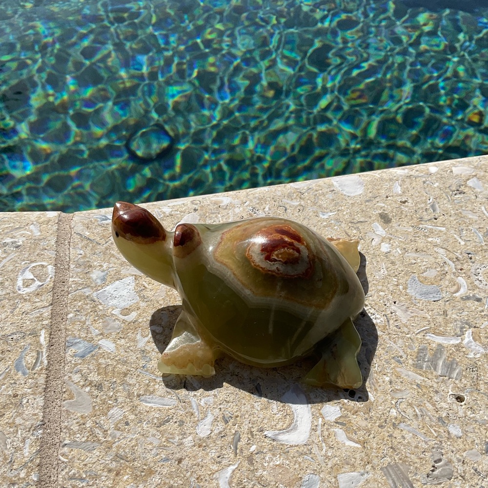 Beautiful marble turtle . - Picture 3 of 10